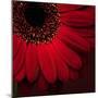 Red Gerbera on Red 01-Tom Quartermaine-Mounted Giclee Print