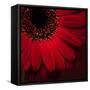 Red Gerbera on Red 01-Tom Quartermaine-Framed Stretched Canvas