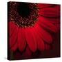 Red Gerbera on Red 01-Tom Quartermaine-Stretched Canvas