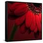 Red Gerbera on Red 02-Tom Quartermaine-Framed Stretched Canvas