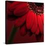 Red Gerbera on Red 02-Tom Quartermaine-Stretched Canvas