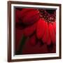 Red Gerbera on Red 02-Tom Quartermaine-Framed Giclee Print