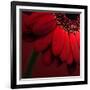 Red Gerbera on Red 02-Tom Quartermaine-Framed Giclee Print