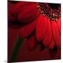 Red Gerbera on Red 02-Tom Quartermaine-Mounted Giclee Print