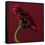 Red Gerbera on Red 05-Tom Quartermaine-Framed Stretched Canvas