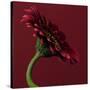 Red Gerbera on Red 05-Tom Quartermaine-Stretched Canvas