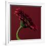 Red Gerbera on Red 05-Tom Quartermaine-Framed Giclee Print