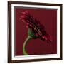 Red Gerbera on Red 05-Tom Quartermaine-Framed Giclee Print