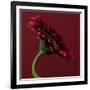 Red Gerbera on Red 05-Tom Quartermaine-Framed Giclee Print