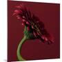 Red Gerbera on Red 05-Tom Quartermaine-Mounted Giclee Print