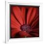 Red Gerbera on Red 06-Tom Quartermaine-Framed Giclee Print