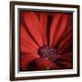 Red Gerbera on Red 06-Tom Quartermaine-Framed Giclee Print