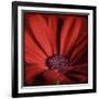 Red Gerbera on Red 06-Tom Quartermaine-Framed Giclee Print