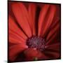 Red Gerbera on Red 06-Tom Quartermaine-Mounted Giclee Print