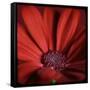 Red Gerbera on Red 06-Tom Quartermaine-Framed Stretched Canvas