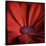 Red Gerbera on Red 06-Tom Quartermaine-Stretched Canvas