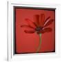 Red Gerbera on Red 07-Tom Quartermaine-Framed Giclee Print