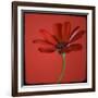 Red Gerbera on Red 07-Tom Quartermaine-Framed Giclee Print