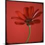 Red Gerbera on Red 07-Tom Quartermaine-Mounted Giclee Print