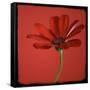 Red Gerbera on Red 07-Tom Quartermaine-Framed Stretched Canvas