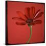 Red Gerbera on Red 07-Tom Quartermaine-Stretched Canvas