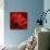 Red Gerbera on Red 08-Tom Quartermaine-Giclee Print displayed on a wall