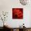 Red Gerbera on Red 08-Tom Quartermaine-Giclee Print displayed on a wall