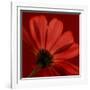 Red Gerbera on Red 08-Tom Quartermaine-Framed Giclee Print