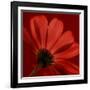 Red Gerbera on Red 08-Tom Quartermaine-Framed Giclee Print