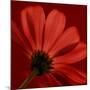 Red Gerbera on Red 08-Tom Quartermaine-Mounted Giclee Print