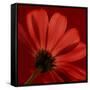 Red Gerbera on Red 08-Tom Quartermaine-Framed Stretched Canvas