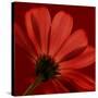 Red Gerbera on Red 08-Tom Quartermaine-Stretched Canvas