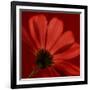 Red Gerbera on Red 08-Tom Quartermaine-Framed Giclee Print