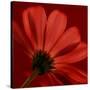 Red Gerbera on Red 08-Tom Quartermaine-Stretched Canvas