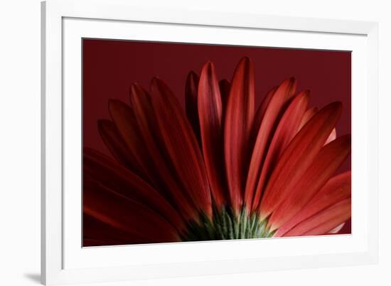 Red Gerbera on Red 09-Tom Quartermaine-Framed Giclee Print