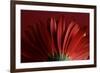 Red Gerbera on Red 09-Tom Quartermaine-Framed Giclee Print