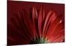 Red Gerbera on Red 09-Tom Quartermaine-Mounted Giclee Print