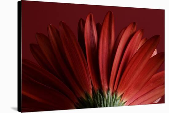 Red Gerbera on Red 09-Tom Quartermaine-Stretched Canvas