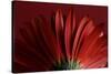 Red Gerbera on Red 09-Tom Quartermaine-Stretched Canvas