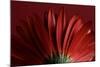 Red Gerbera on Red 09-Tom Quartermaine-Mounted Giclee Print