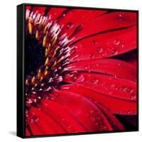 Red Gerbera with Waterdrops 02-Tom Quartermaine-Framed Stretched Canvas
