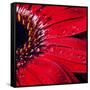 Red Gerbera with Waterdrops 02-Tom Quartermaine-Framed Stretched Canvas