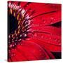 Red Gerbera with Waterdrops 02-Tom Quartermaine-Stretched Canvas