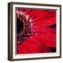 Red Gerbera with Waterdrops 02-Tom Quartermaine-Framed Giclee Print