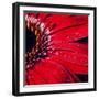 Red Gerbera with Waterdrops 02-Tom Quartermaine-Framed Giclee Print