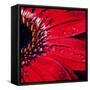Red Gerbera with Waterdrops 02-Tom Quartermaine-Framed Stretched Canvas