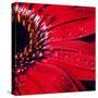 Red Gerbera with Waterdrops 02-Tom Quartermaine-Stretched Canvas