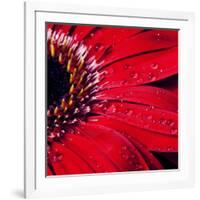 Red Gerbera with Waterdrops 02-Tom Quartermaine-Framed Giclee Print