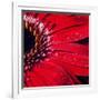 Red Gerbera with Waterdrops 02-Tom Quartermaine-Framed Giclee Print