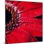 Red Gerbera with Waterdrops 02-Tom Quartermaine-Mounted Giclee Print